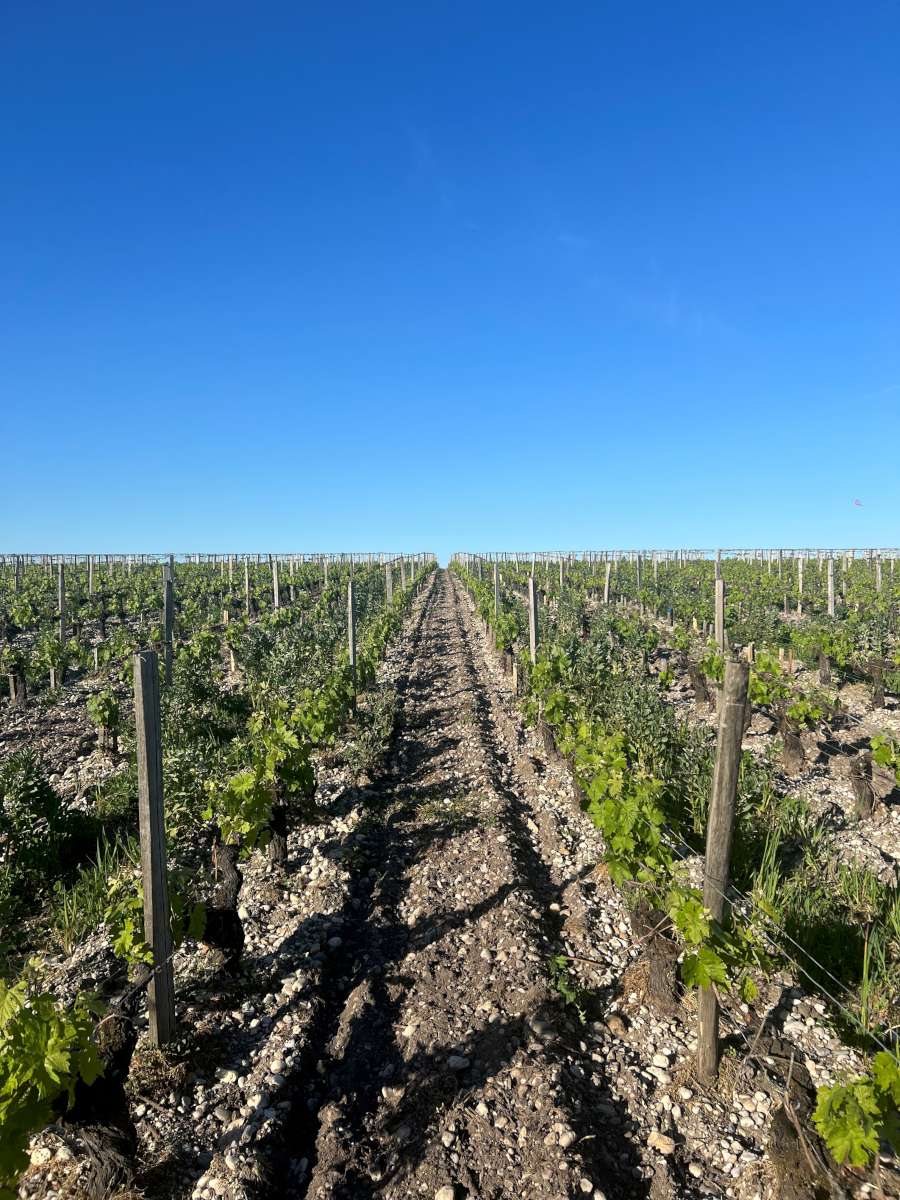 The vines at Brane-Cantenac - these are the heart of the vineyard on "Terrace 4".